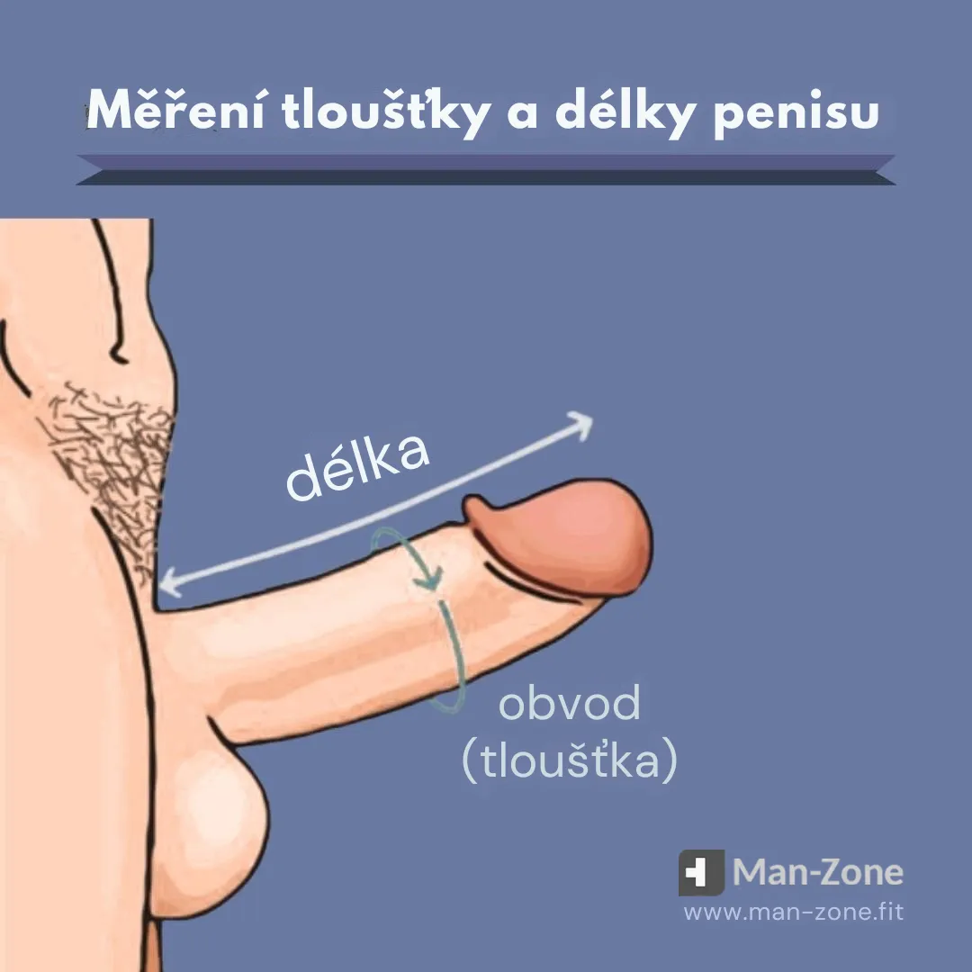 infografika-měření-délky-a-tloušťky-penisu-než-změřit-penis